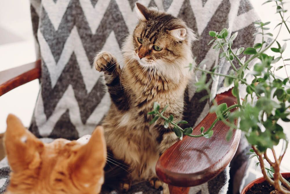 Siete consejos para evitar las peleas de tus gatos